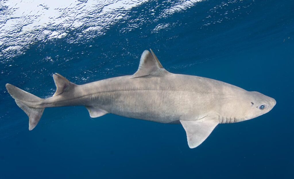 roughskin dogfish deep sea shark belongs to a group of species where sunlight does not reach, making it a primary deepwater shark.